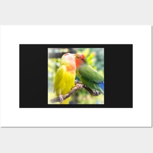 Unique animal photography of A pair of loving rosy-faced lovebird Posters and Art